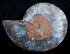 Unusual Black Split Ammonite - / Inches Wide (Half) #3596-1